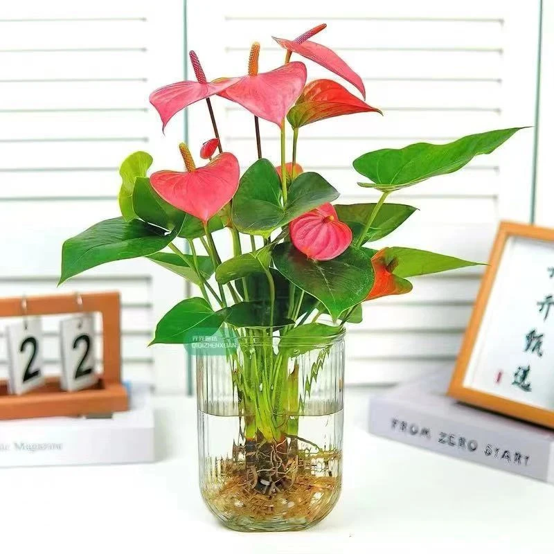 粉掌四季开花办公室水培植物懒人好养美观绿植