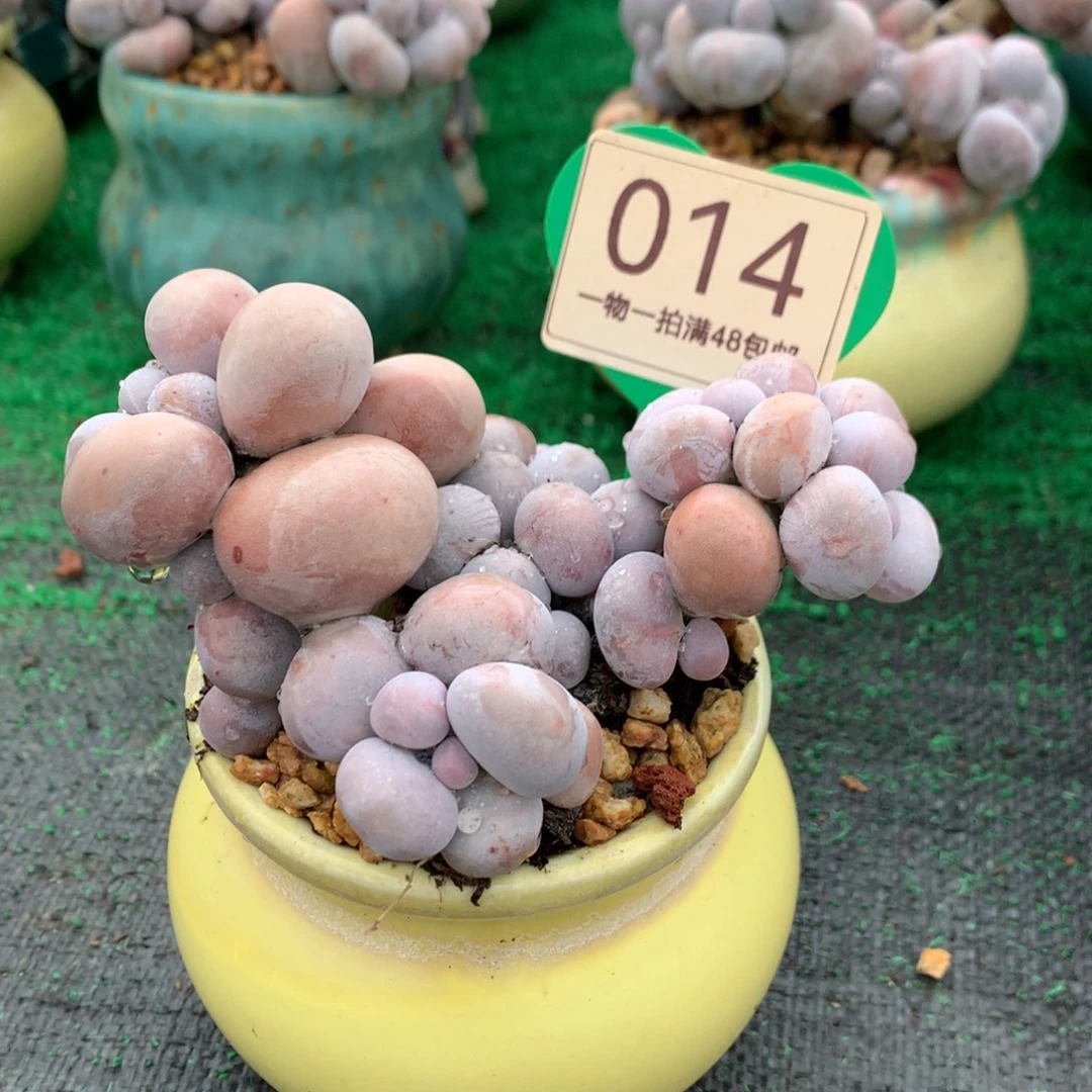 烟美人老桩开播福利014