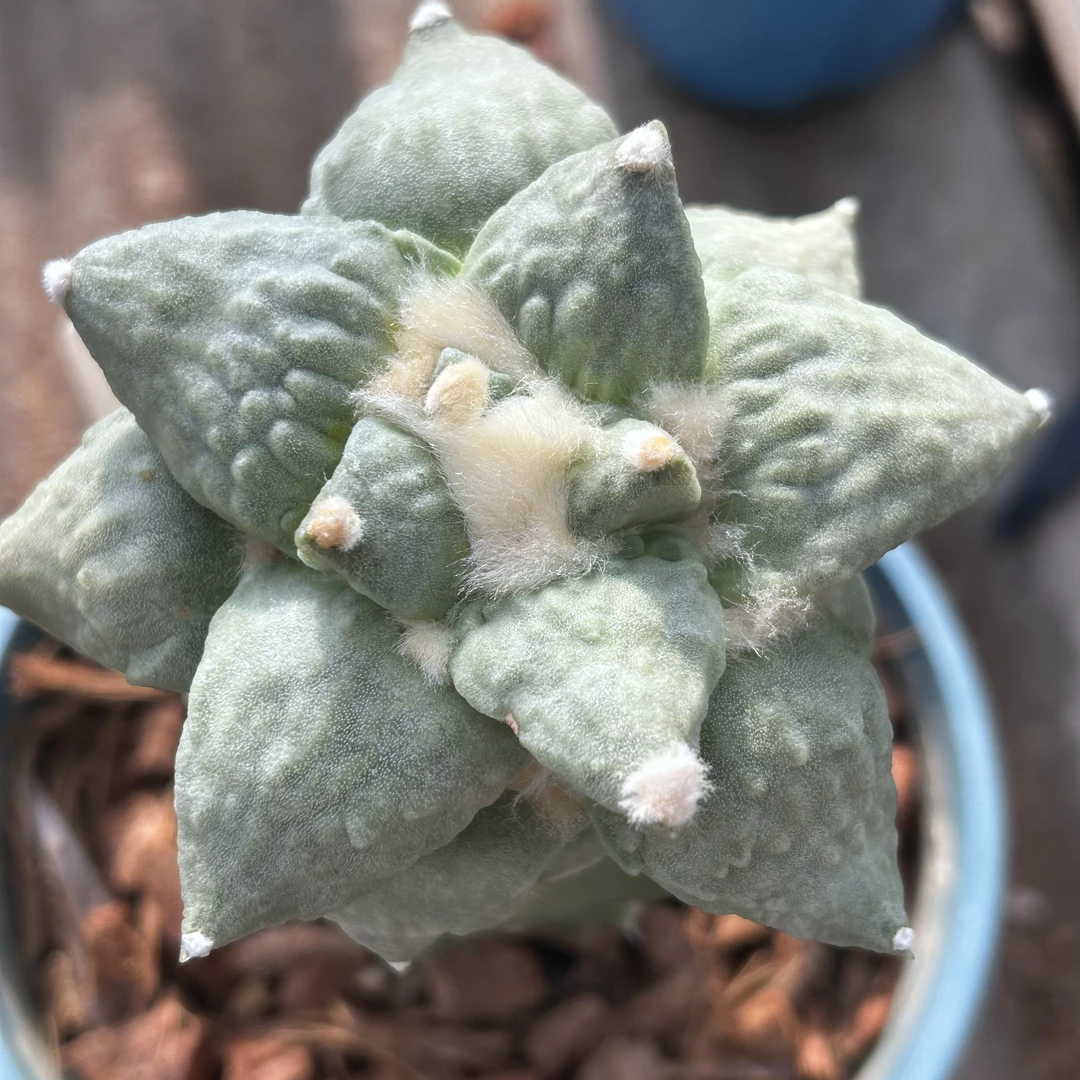 园艺仙人球/牡丹/怒涛/b34