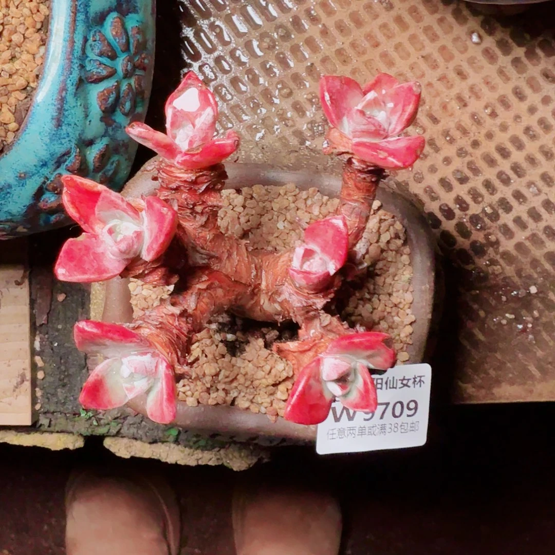 9709泡芙苹果叶仙女杯