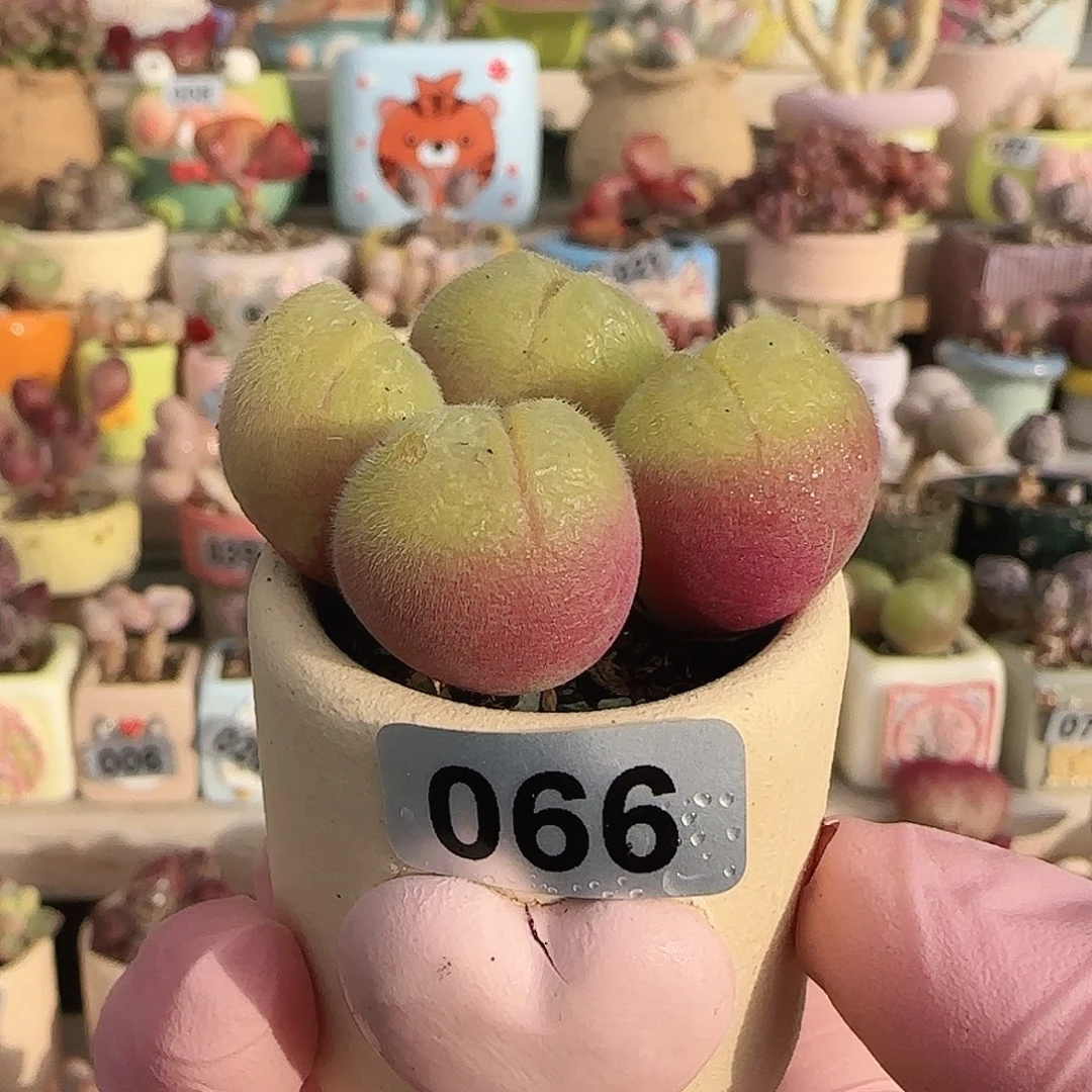 福利毛翠 盆口3cm 微瑕