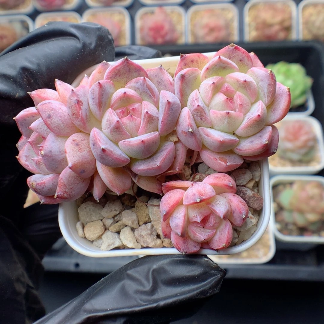 多肉植物。 糖心64