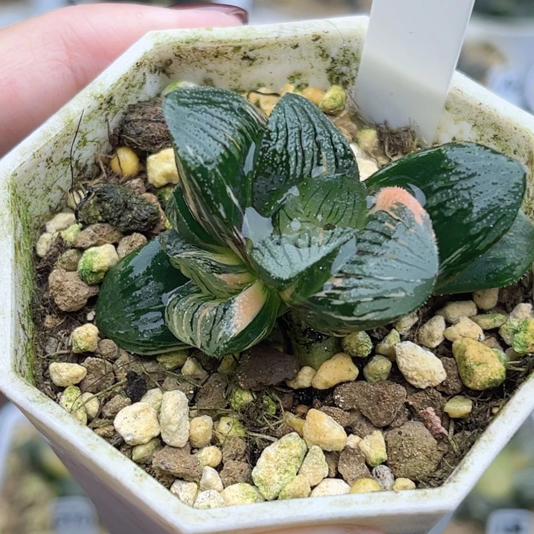 121大窗夜想之森锦带仔福利专场