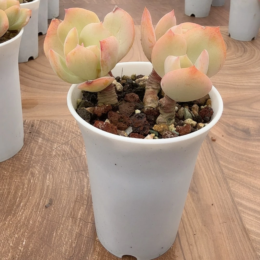 魏***双白凤多肉植物一颗