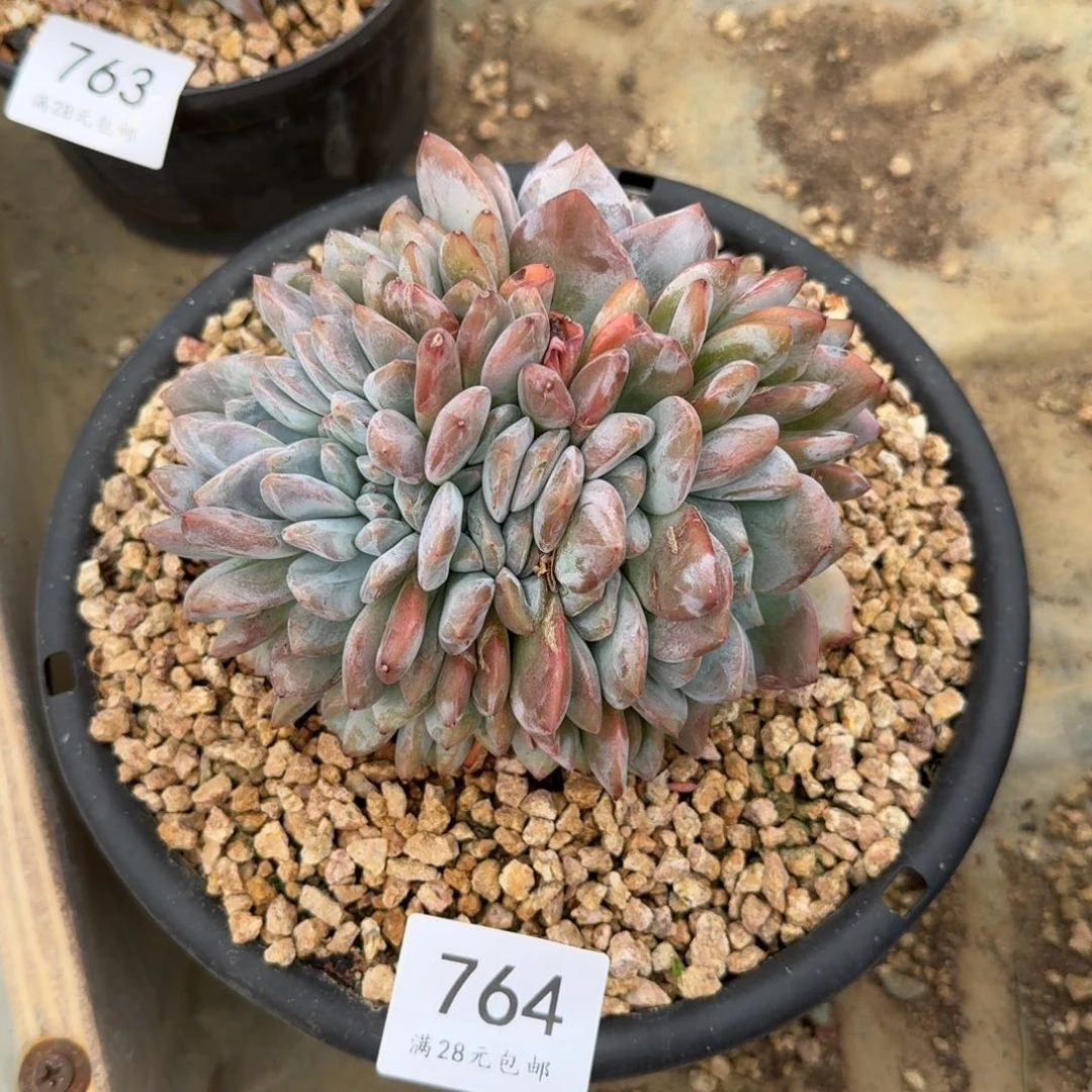 雪764星影朵朵有瑕14cm左右