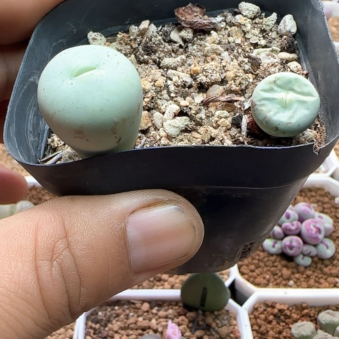 开播福利活动53931