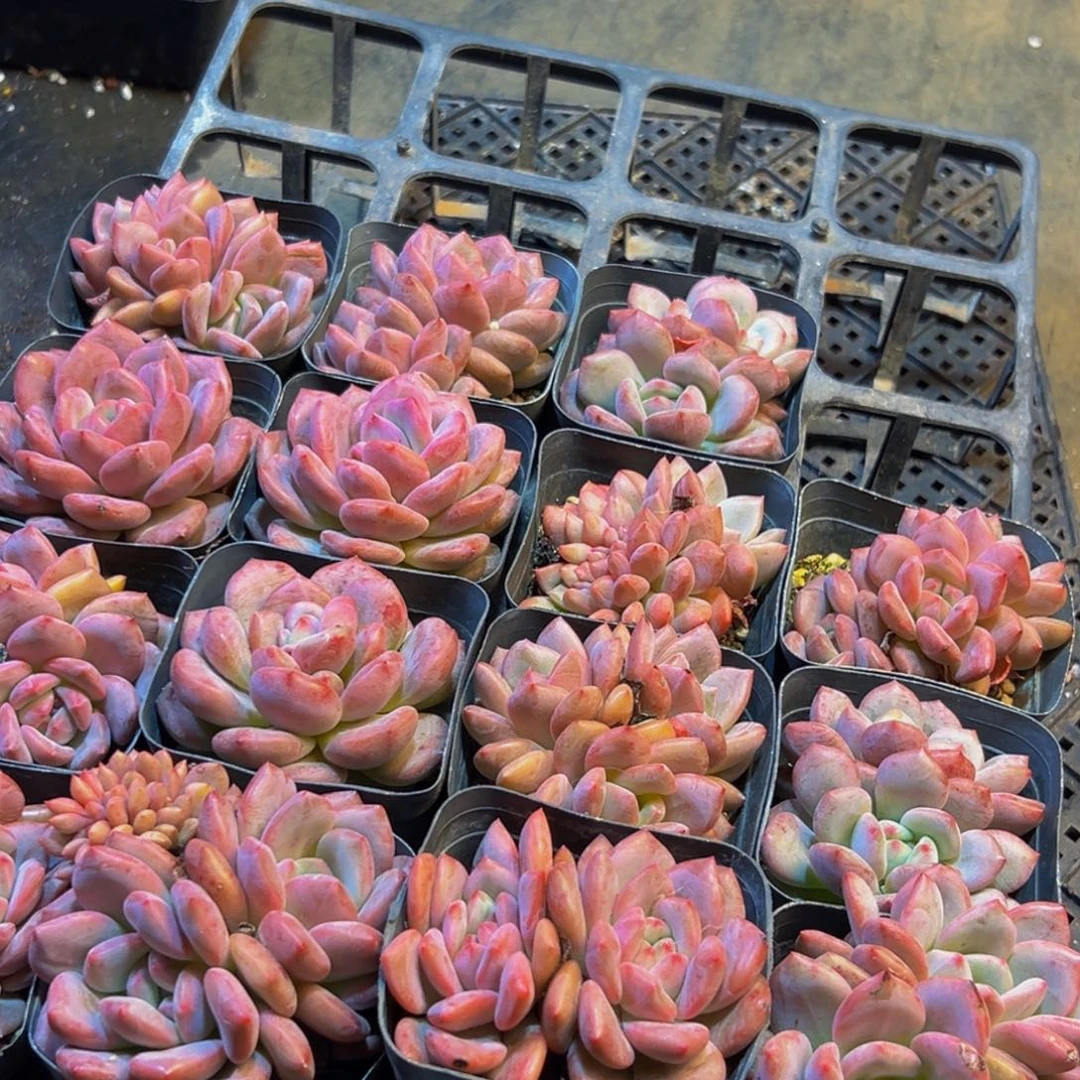217多肉的小龙虾都有吃过吗