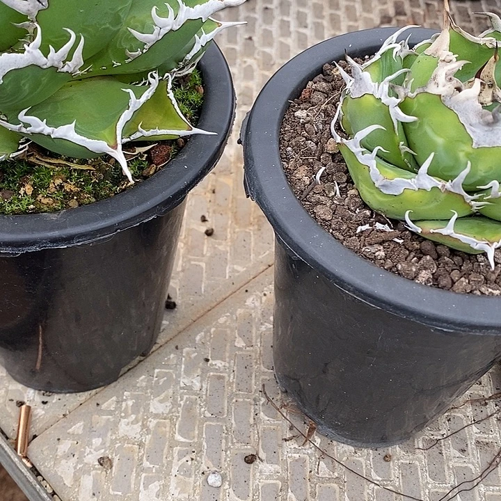 多肉植物龙蛇兰植物