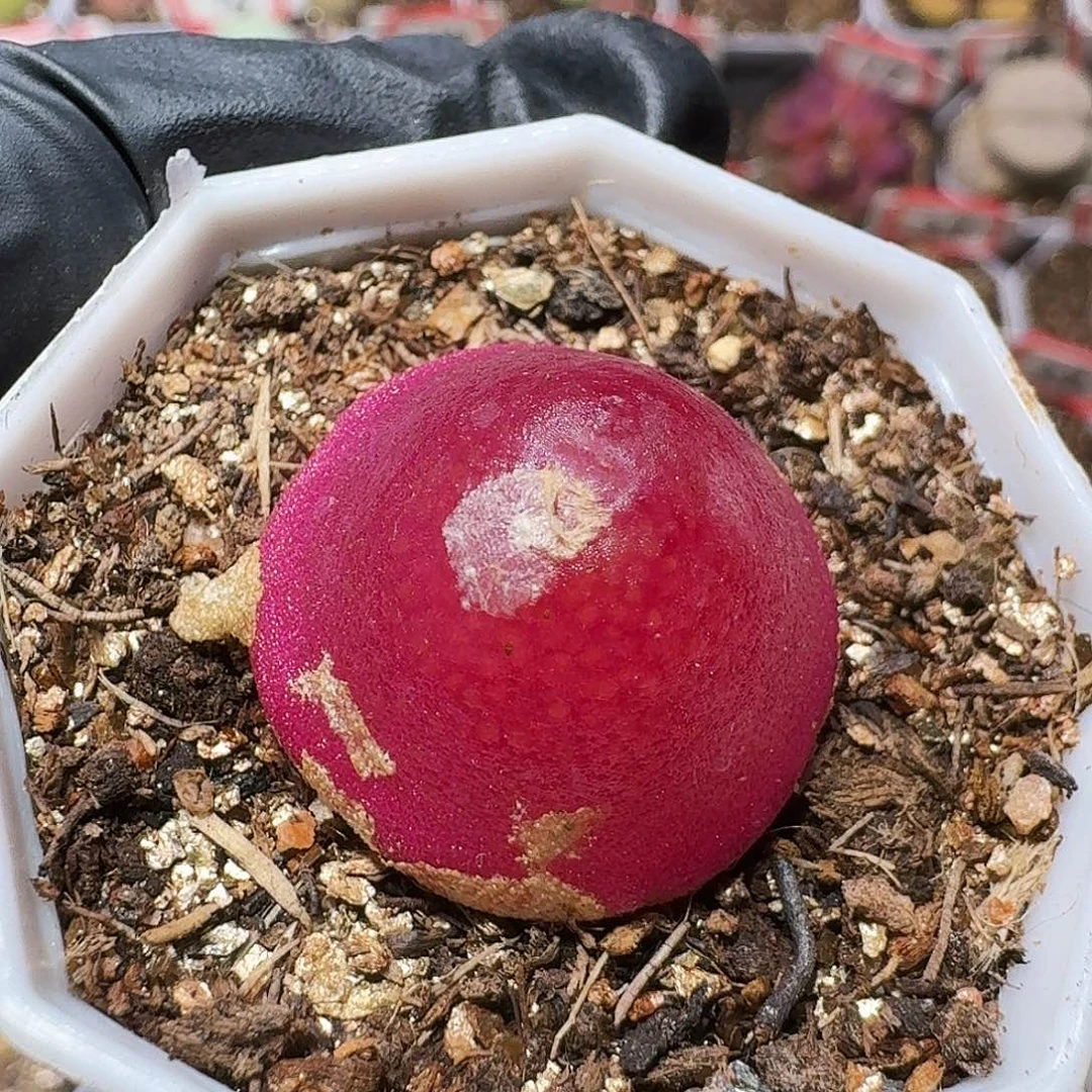 磨****羊生石花等11111。   86