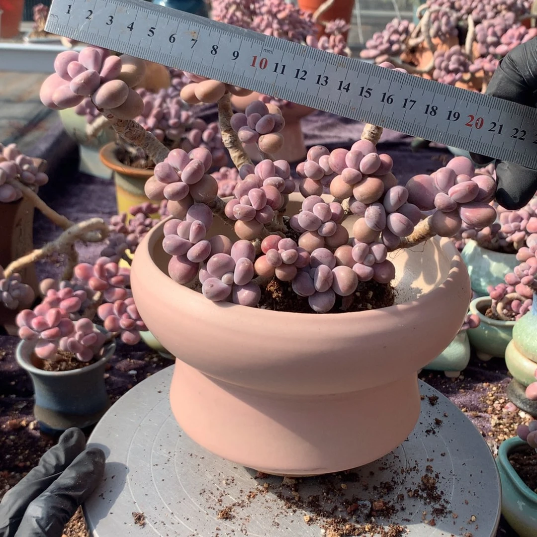 第***子30号不带盆偏远的不包邮的