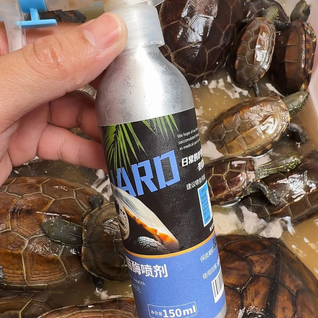 母绿毛龟8888888888