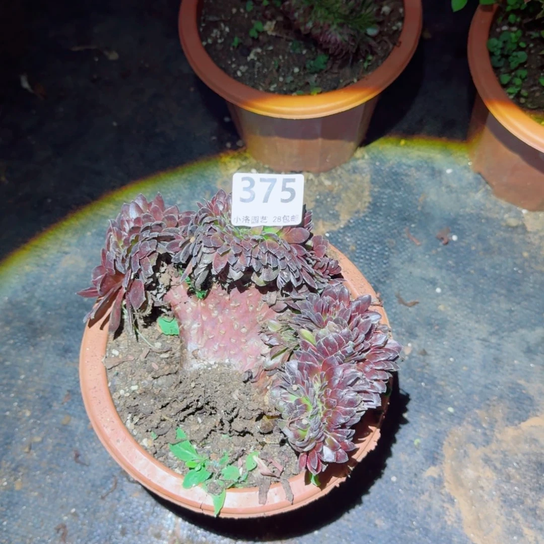 葵***花375花花公子缀化多肉植物满28包邮