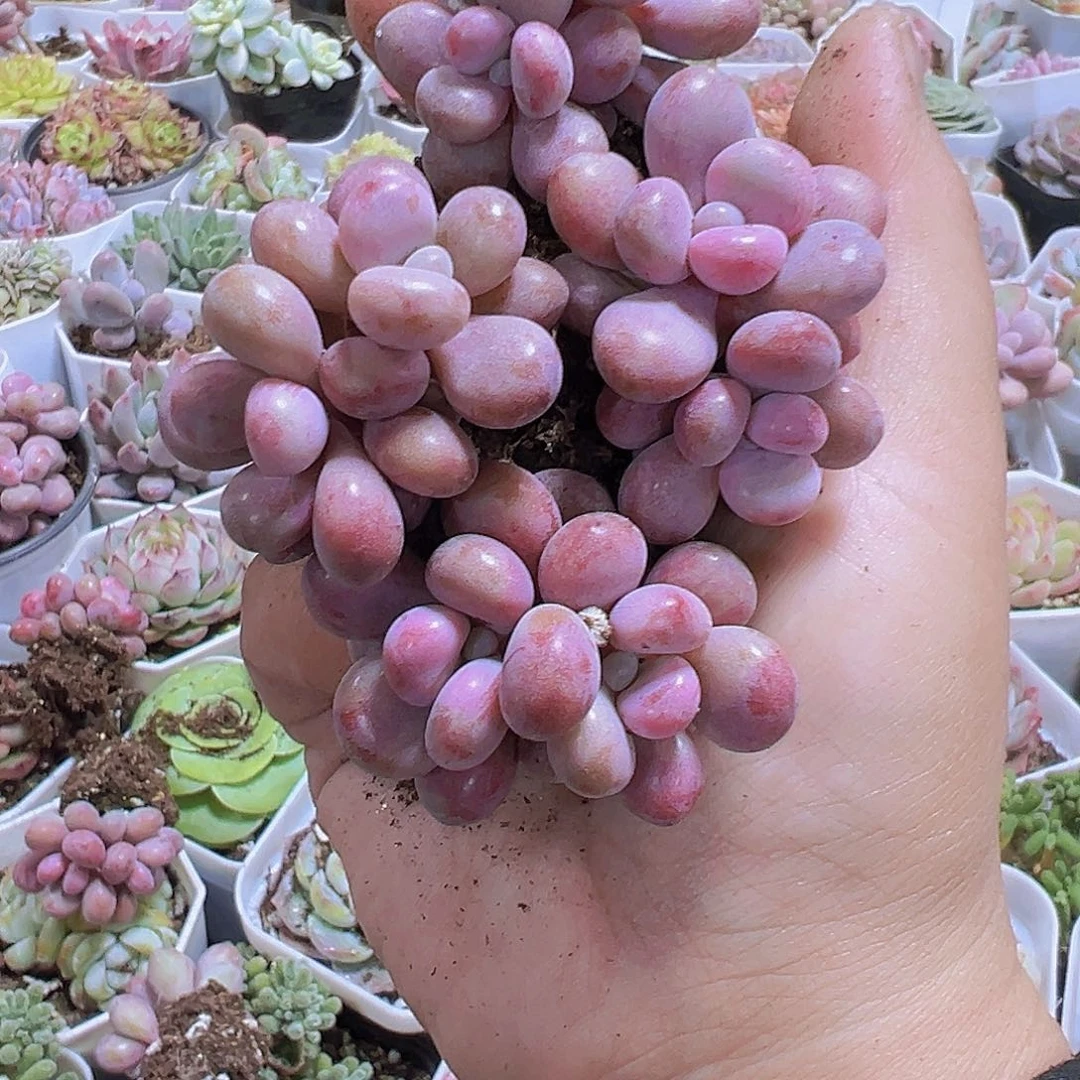 桃果桃蛋双头11个19包邮