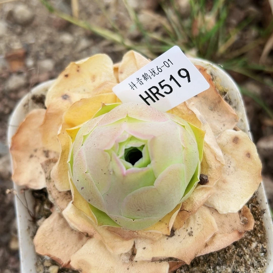 无花朵HR519大型帕尔玛