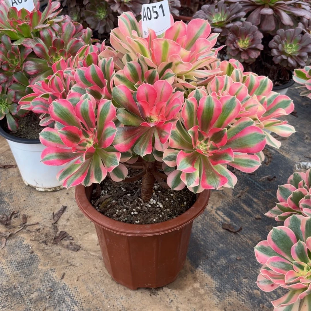 多肉植物粉女巫 051多肉