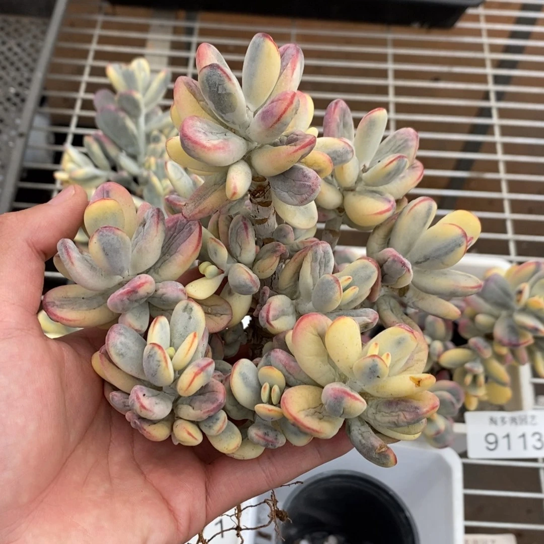 福娘锦多肉植物9115