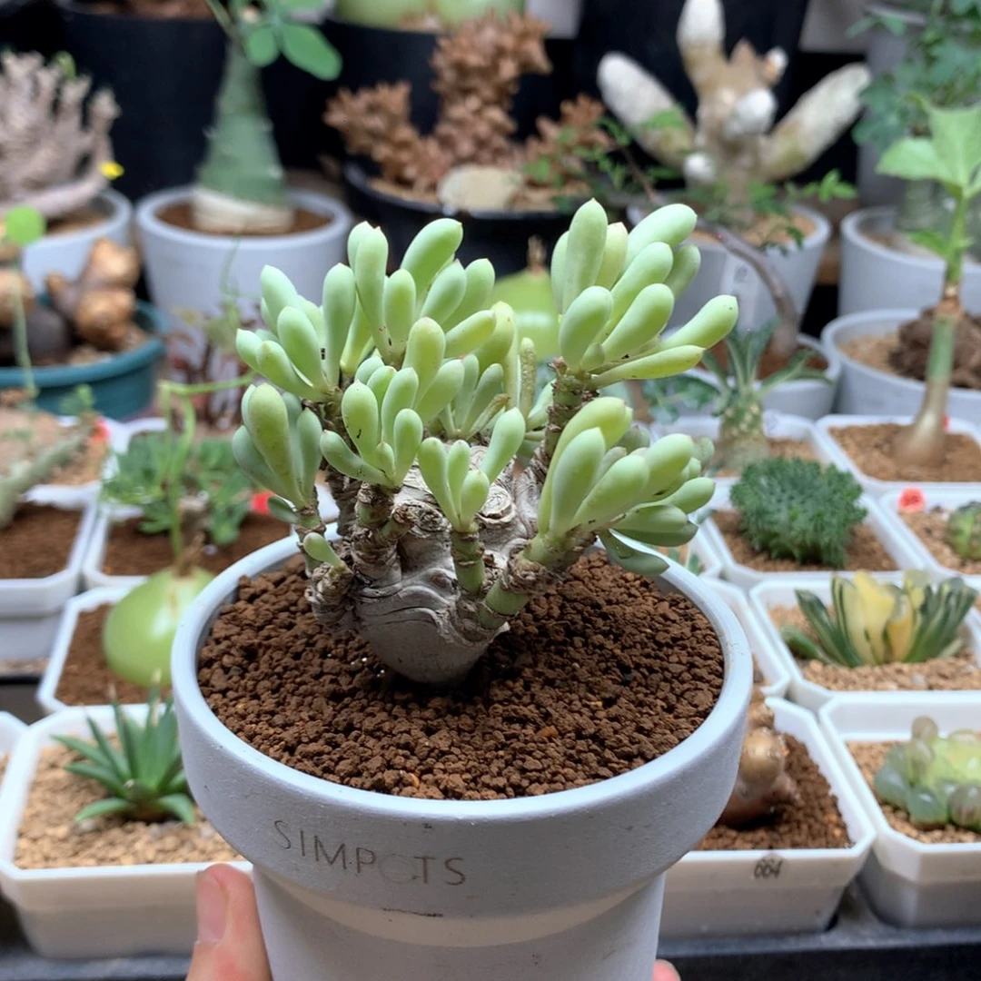 卡拉菲厚敦菊脱土不包掉叶子