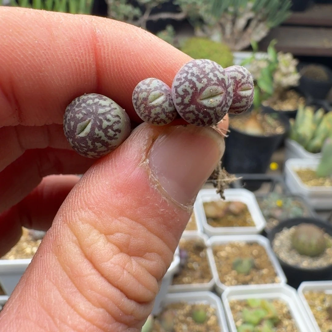 逗*墨小锥多肉。