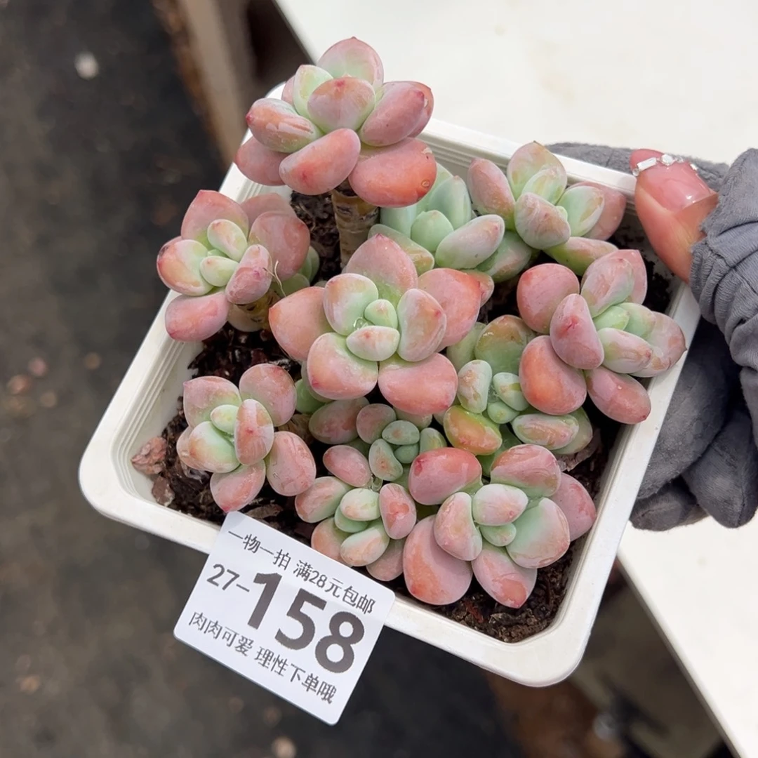 红洛神多肉多肉多肉多肉