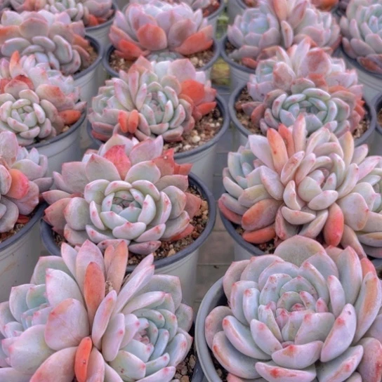 两颗双头橙梦露雪天使