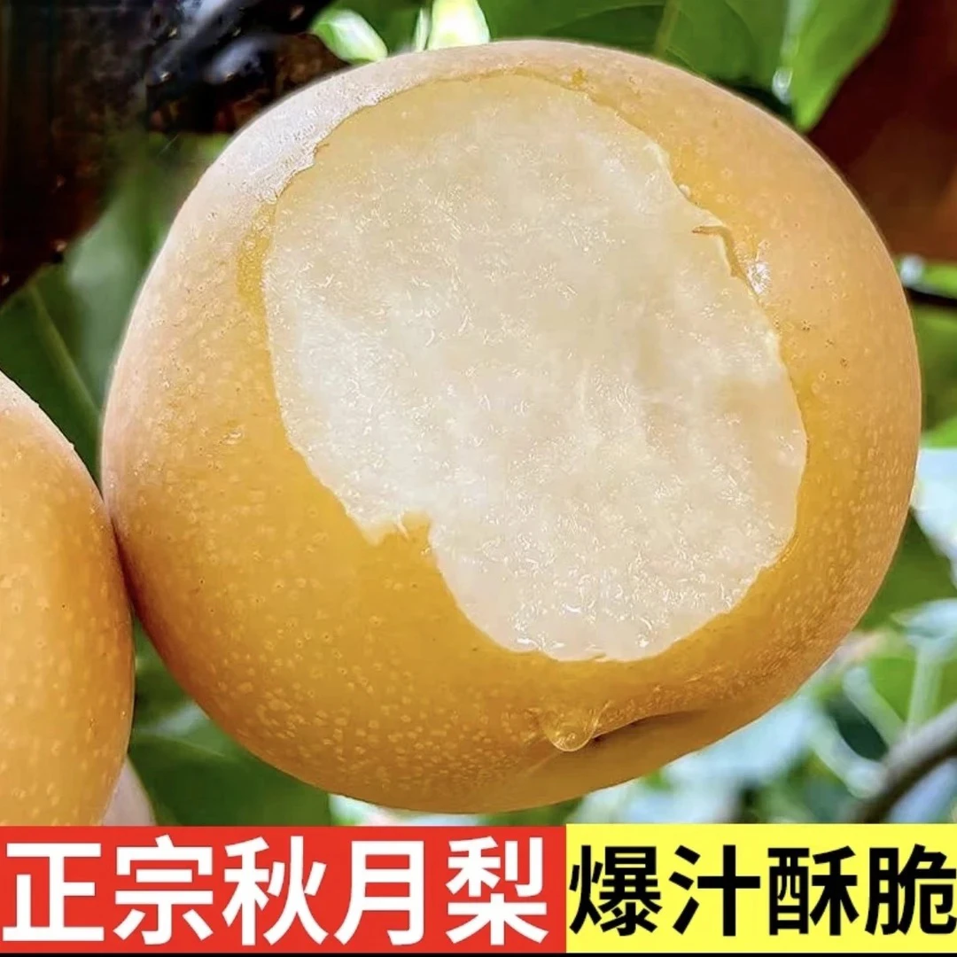 正宗秋月梨5斤脆甜多汁新鲜现摘应季水果坏果包赔攻ZM