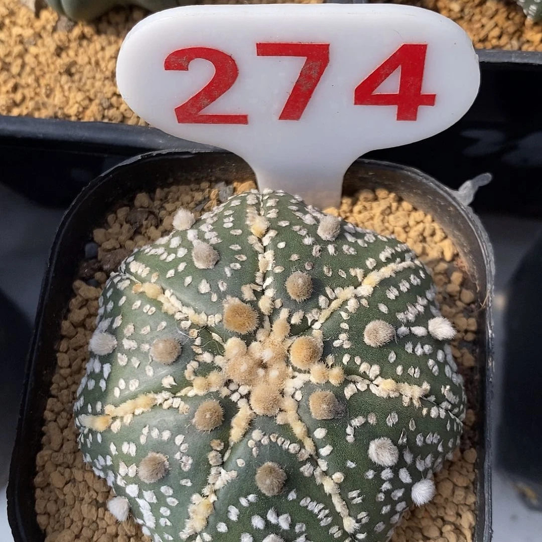 274花园兜福利来啦