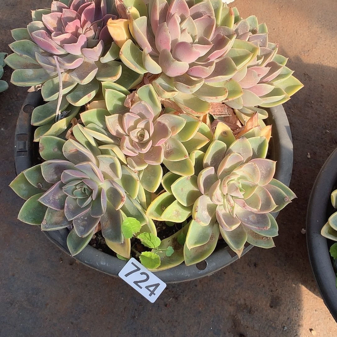 724紫气东来 一物一拍多肉