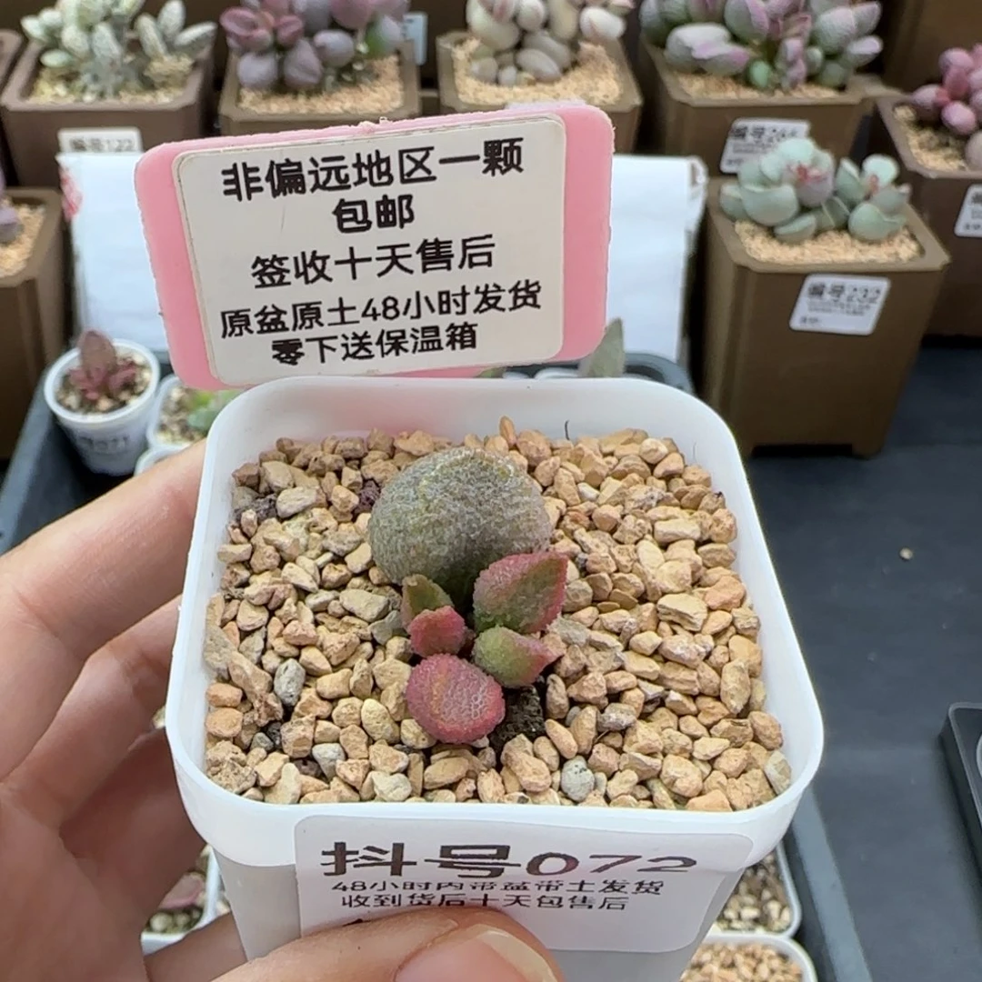 072暗恋多肉植物