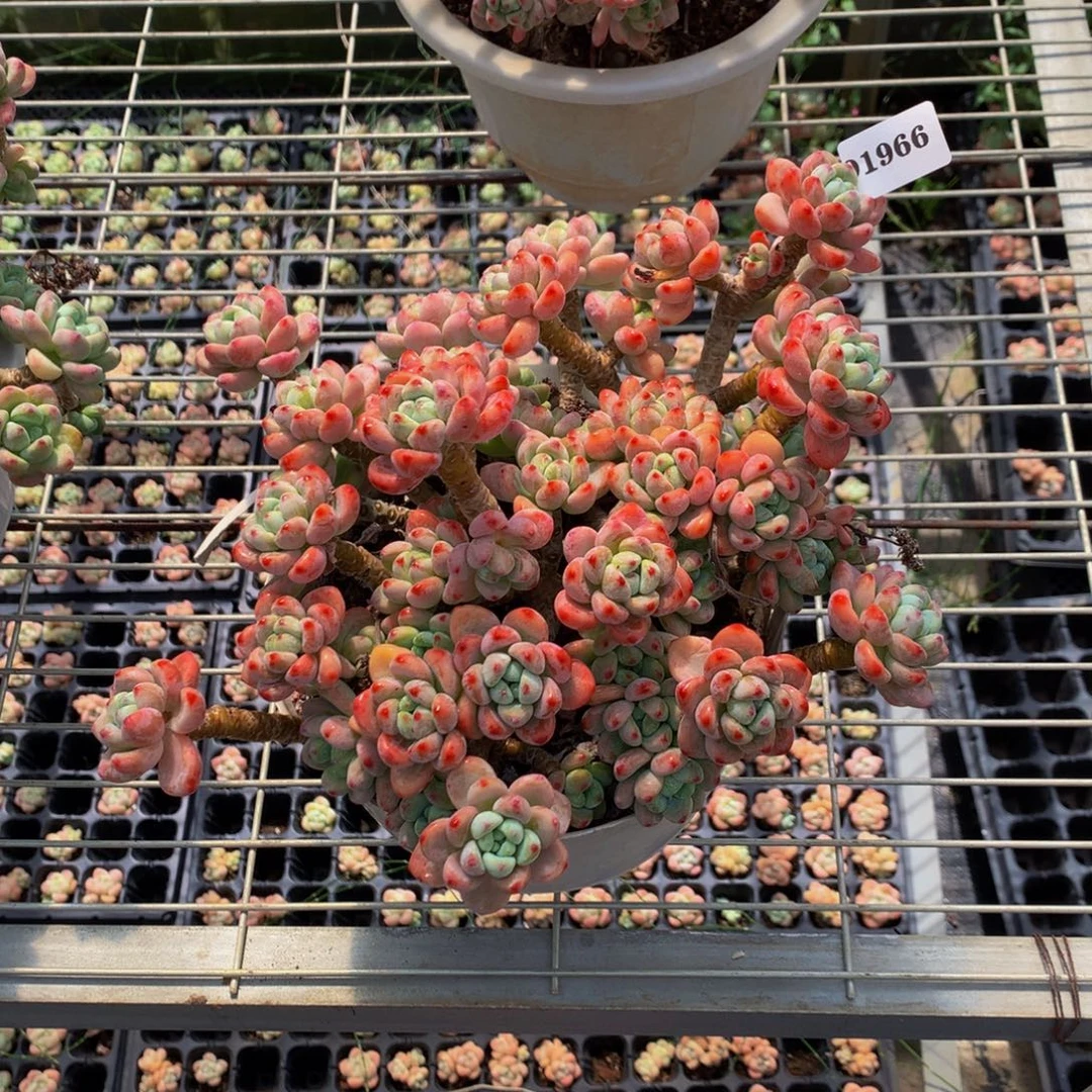 8***~91966劳尔嗯嗯嗯嗯嗯嗯好喜欢