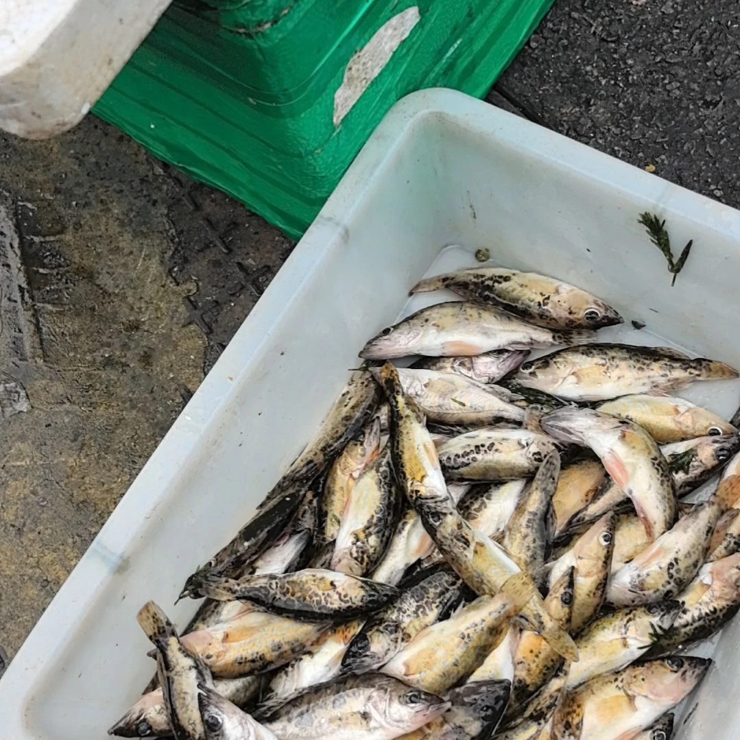 36天中国大陆食用农产品石台小李代购桂鱼