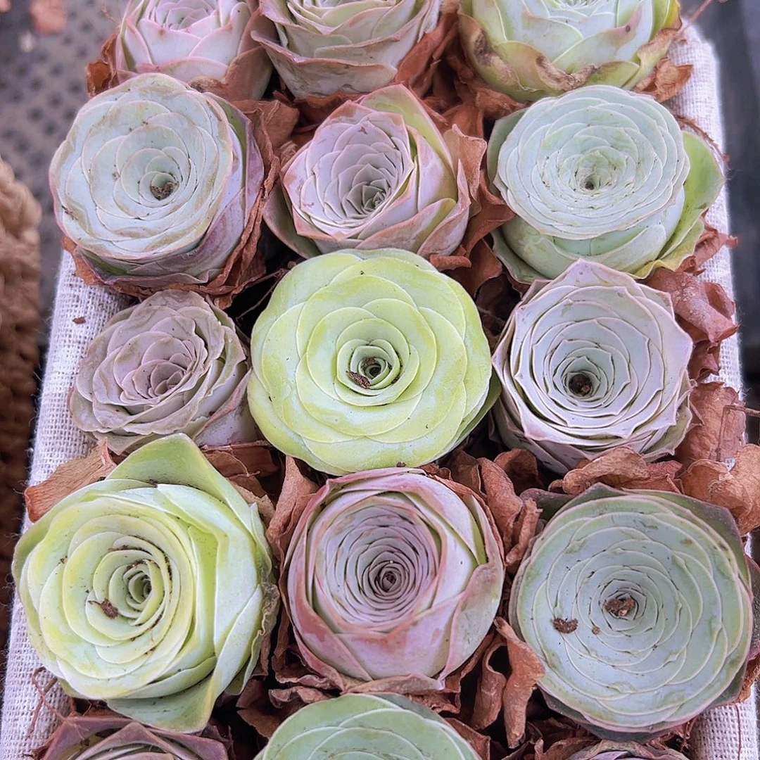 精品15颗玫瑰带盆带土