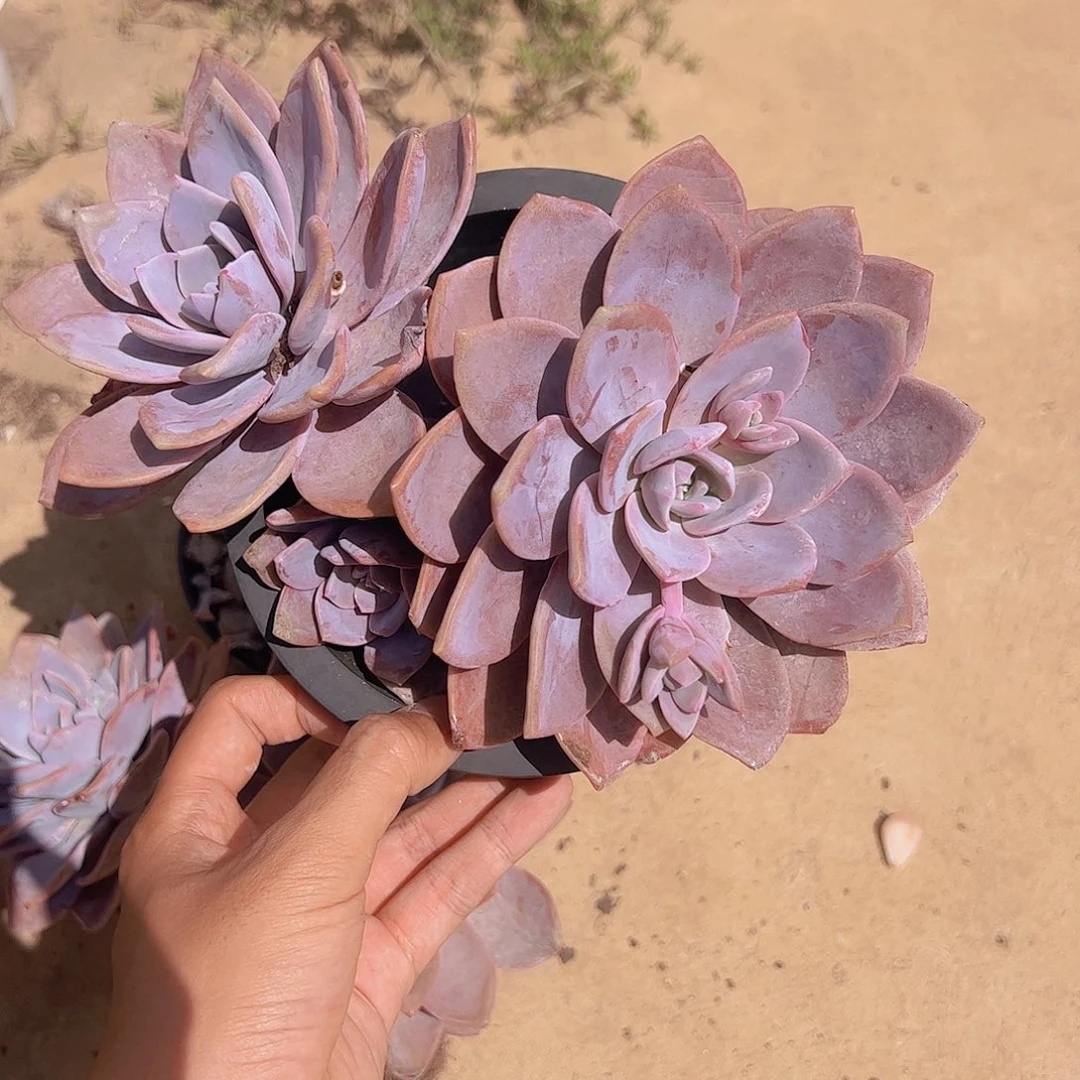 红茶双头起发大盆精品