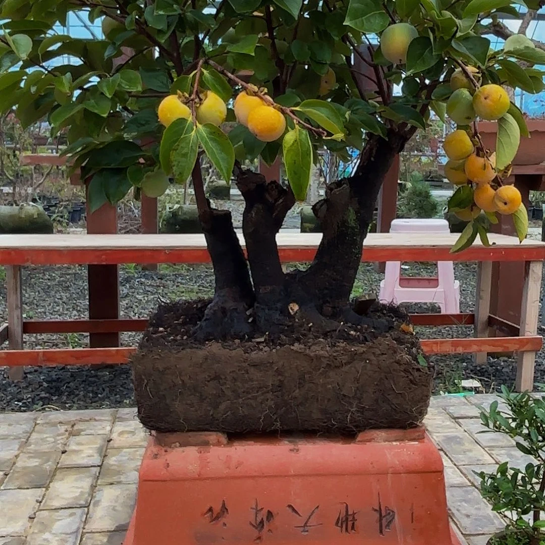 完全开放柿树盆景造型盆栽花卉