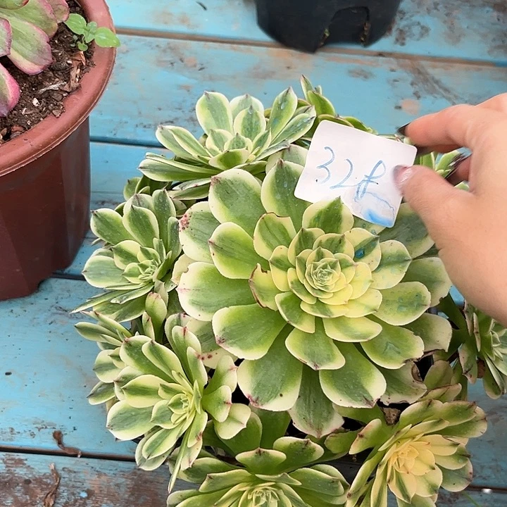 328伊丽莎白朵朵发发发