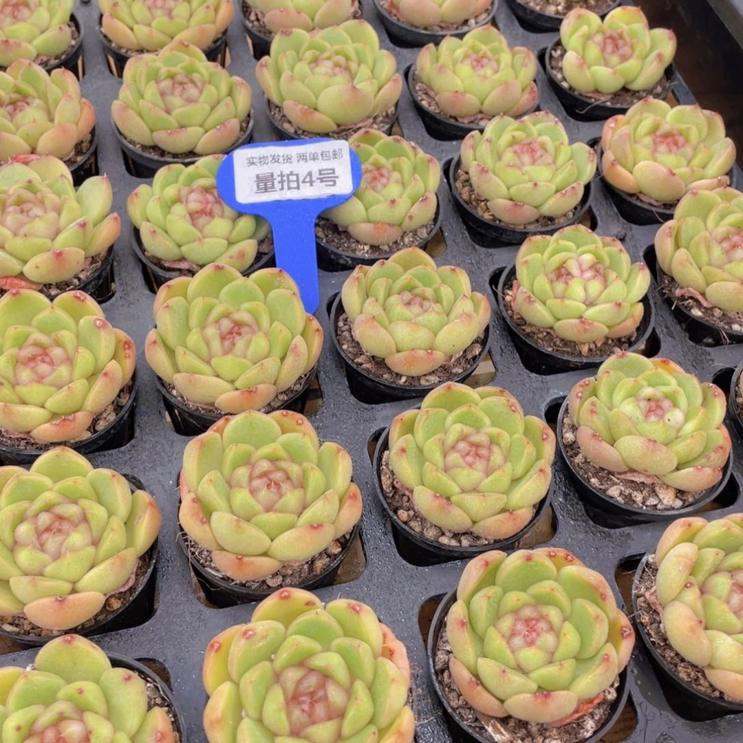 量拍4号 皮埃拉珍妮单头一个