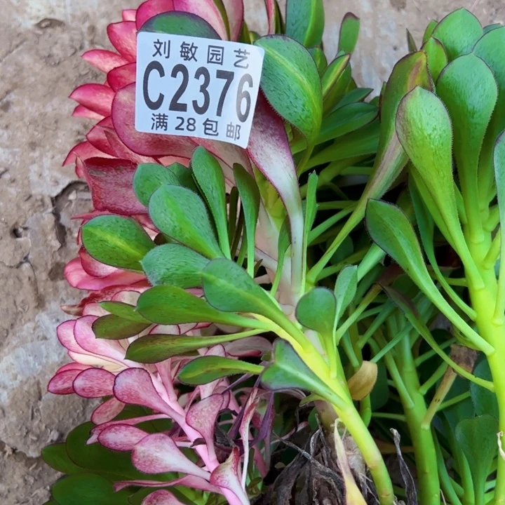 朵*2376多肉植物法师法师法师