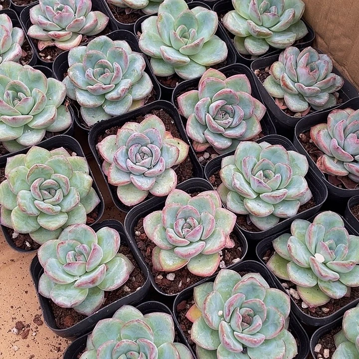 6.5方大泡芙带盆土发