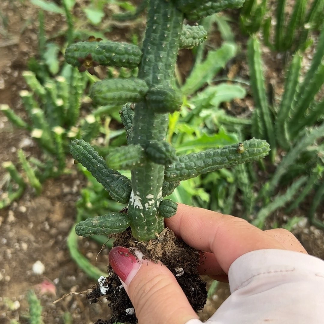 多肉植物多肉植物