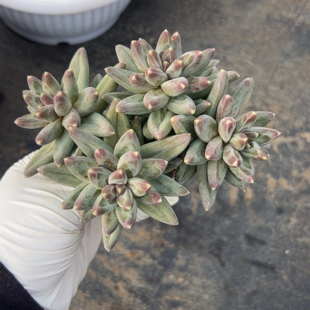 凤羽美人多肉植物