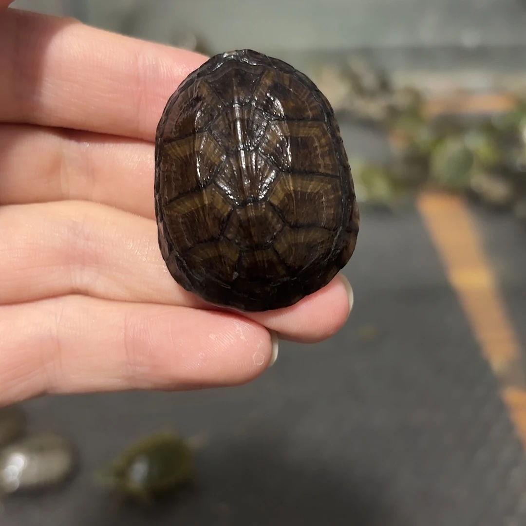母绿毛龟红面134568