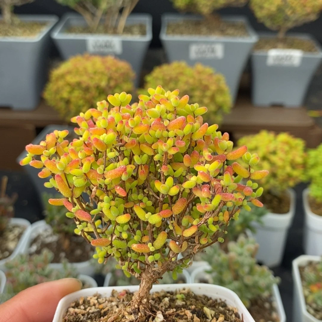 0535蜜橘糖球 。