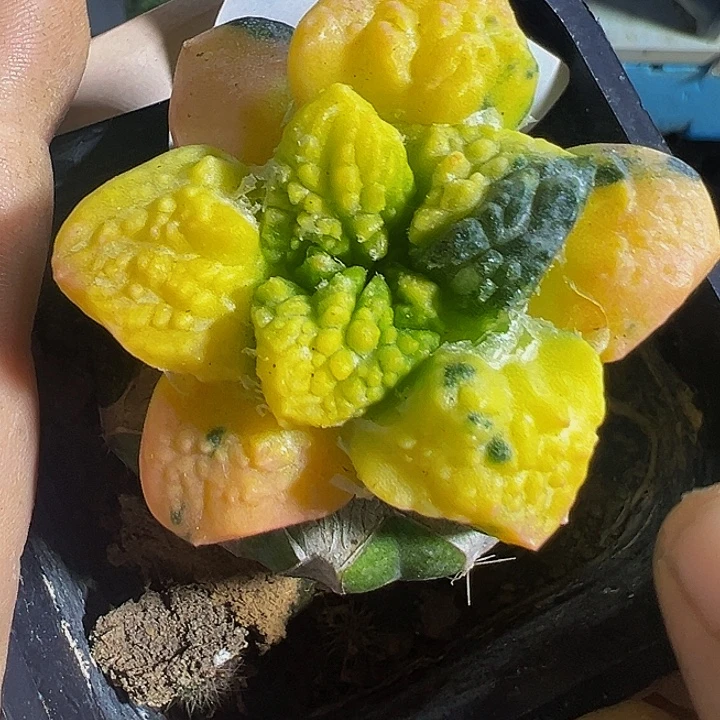 牡丹锦036仙人球，