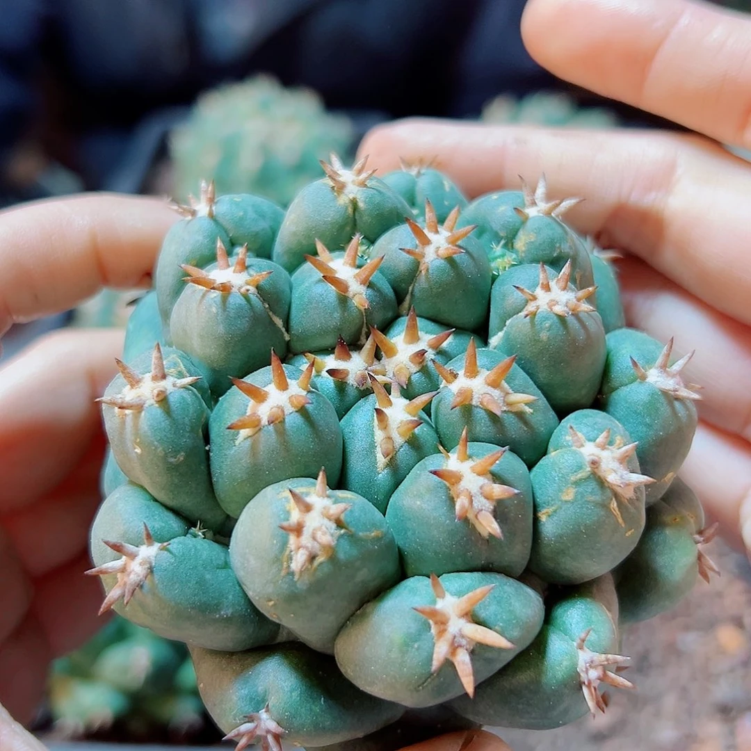 自根短豪刺獠牙7公分