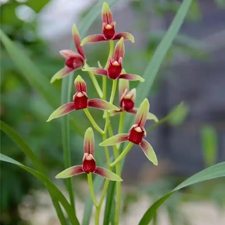 雅艺兰花屋直播下单链接