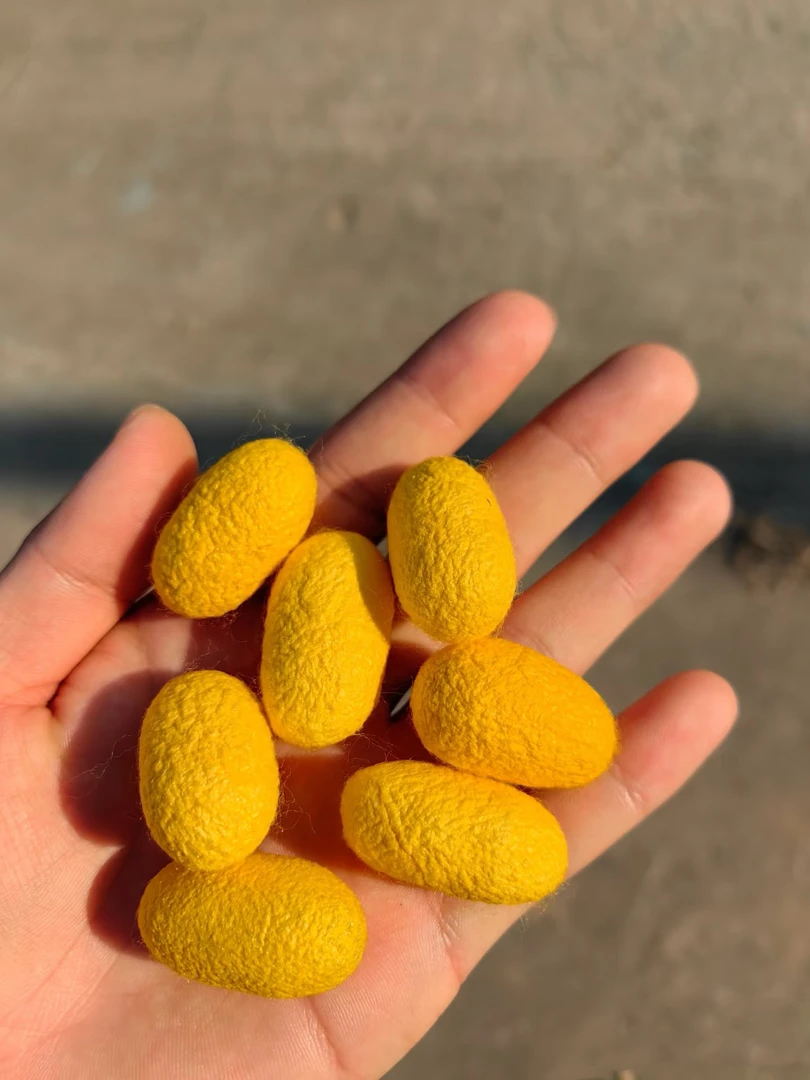 女王系列王-黄金蚕丝被！100%蚕丝被子织带款  售完不补 F