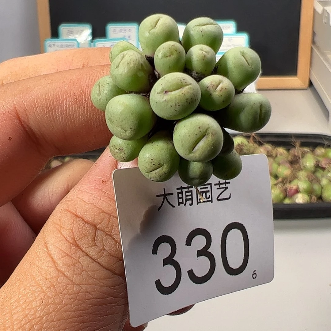 0000330 一物一拍……