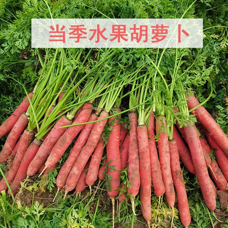 甘肃现挖胡萝卜5斤应季蔬菜