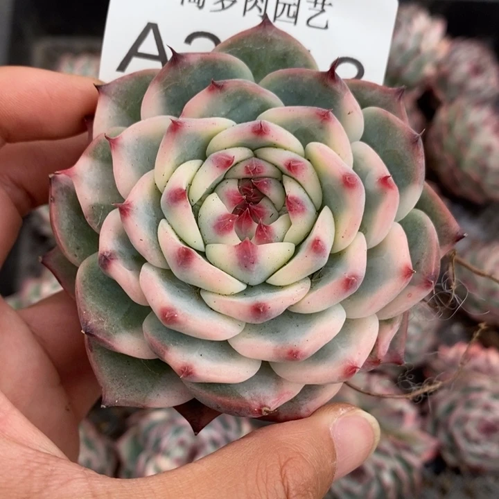 吉娃娃锦多肉植物A2613