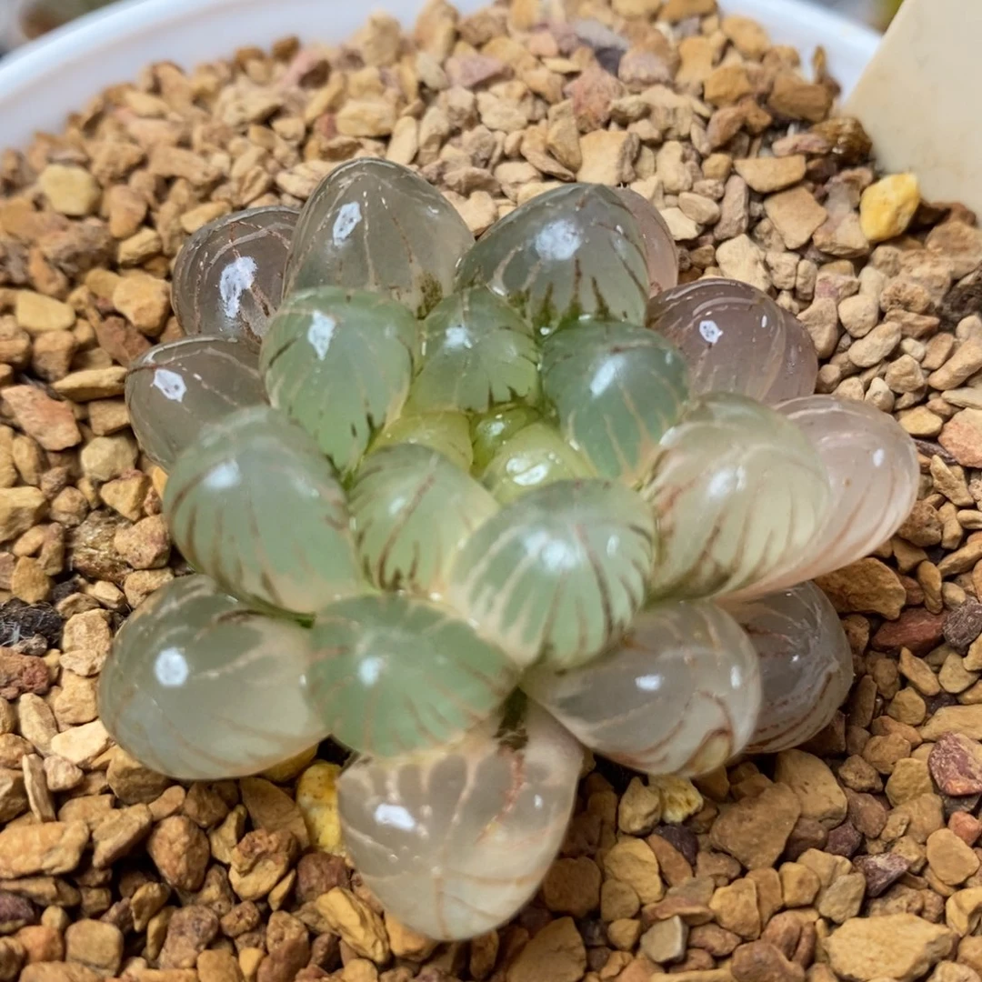 711姬玉露锦一物一拍