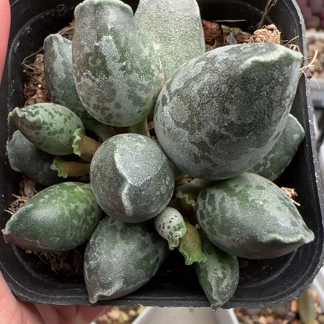 翘***龙海豹水泡多肉植物水泡